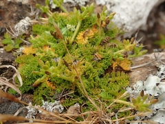 Chaerophyllum colensoi colensoi