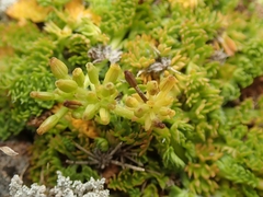 Chaerophyllum colensoi colensoi