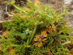 Chaerophyllum colensoi colensoi