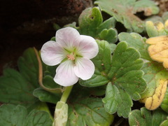 Geranium traversii