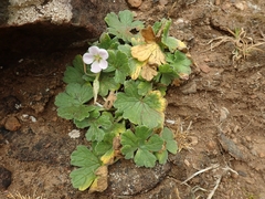 Geranium traversii