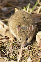 Mus musculus