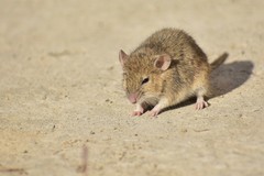 Mus musculus