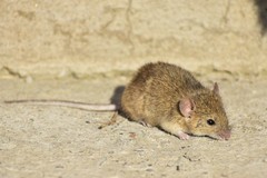 Mus musculus