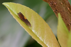 Dichrorampha alpinana