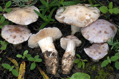 Cortinarius coeruleopallescens