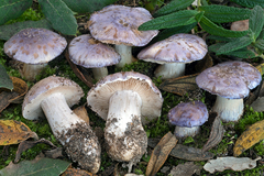 Cortinarius coeruleopallescens