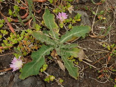 Sonchus kirkii