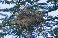 Histurgops ruficauda