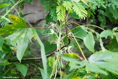 Habenaria lucaecapensis