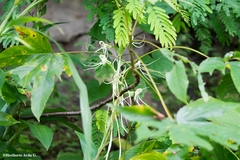 Habenaria lucaecapensis