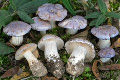 Cortinarius coeruleopallescens