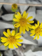 Senecio lautus