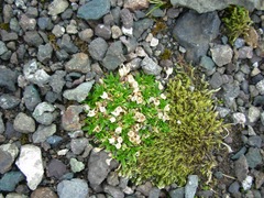 Colobanthus quitensis