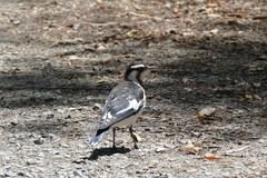 Grallina cyanoleuca