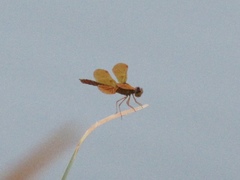 Perithemis intensa