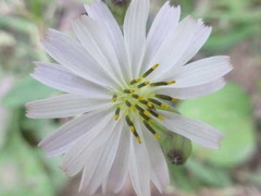 Ixeris strigosa