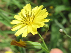 Ixeris chinensis