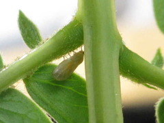 Acizzia jamatonica