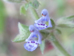 Salvia plebeia