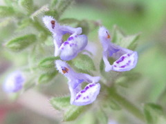 Salvia plebeia