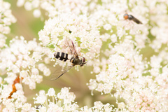 Leucozona laternaria