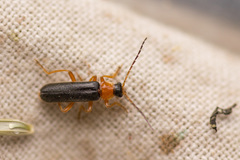 Cantharis nigra