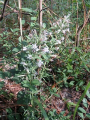 Liatris hesperelegans
