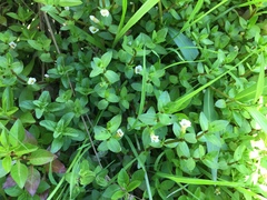 Gratiola sexdentata