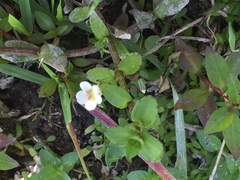 Gratiola sexdentata