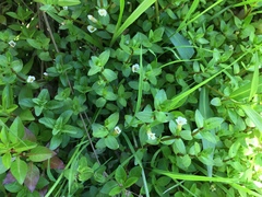 Gratiola sexdentata