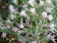 Liatris hesperelegans