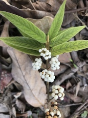 Callicarpa pilosissima