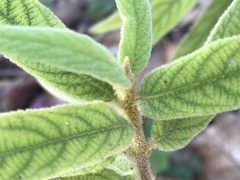 Callicarpa pilosissima