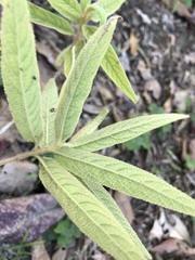 Callicarpa pilosissima