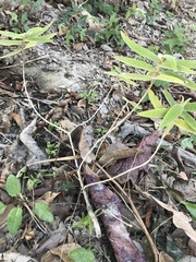 Callicarpa pilosissima