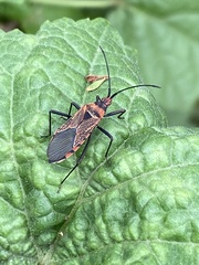 Aulacosternum nigrorubrum