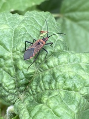 Aulacosternum nigrorubrum