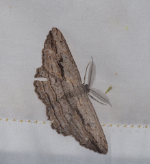 Scioglyptis loxographa