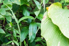 Habenaria lucaecapensis