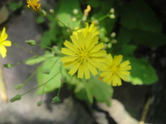 Youngia erythrocarpa
