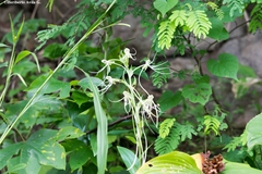 Habenaria lucaecapensis