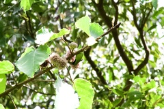 Chloropsis cyanopogon