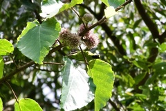 Chloropsis cyanopogon