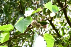 Chloropsis cyanopogon