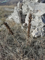 Pedicularis sibthorpii