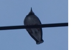 Spodiopsar cineraceus