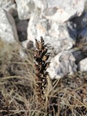 Pedicularis sibthorpii