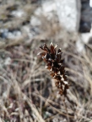 Pedicularis sibthorpii