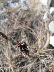 Pedicularis sibthorpii